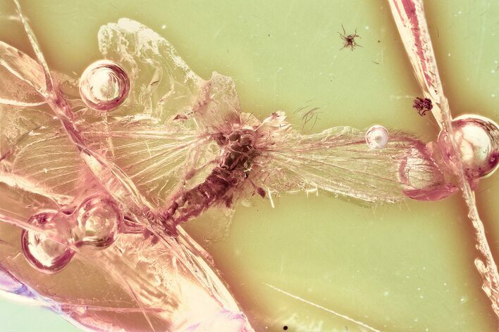 Detailed Fossil Moth Fly (Psychodidae) w/ Spread Wings In Baltic Amber #357883